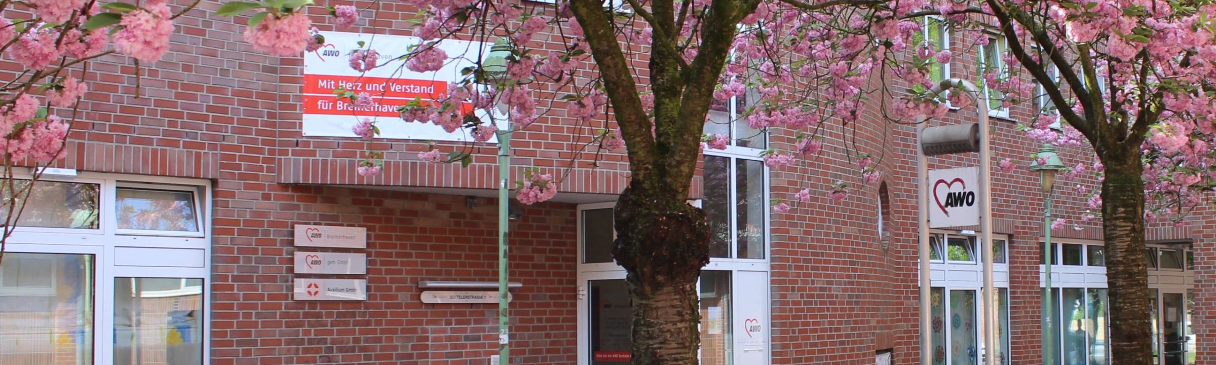 Blühende Kirschbäume vor der Awogeschäftsstelle in Bremerhaven