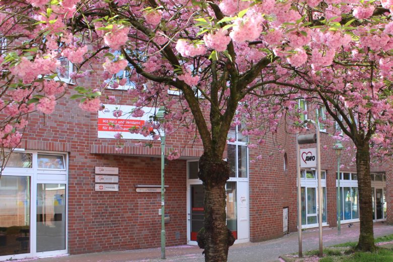 Blühende Kirschbäume vor der Awogeschäftsstelle in Bremerhaven
